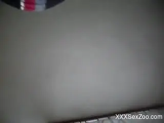 Dog's gorgeous cock ruins a gay bottom's butthole
