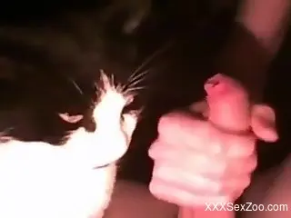 Kitty licking a dude's cute cock in a zoo oral video