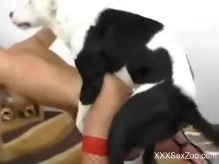 Pink pussy zoophile screwed by a sexy pooch in HD