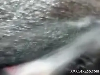 Dude drilling an animal's tight hole with his meaty dick