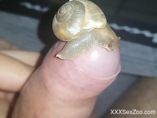 Snail slithering all over a guy's hard cock in POV