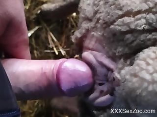 Sheep fucker slides his meaty cock inside of a hot hole