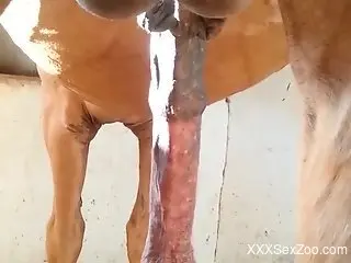 Big-balled animal showing off its huge dong too