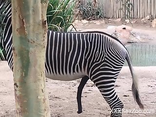 Sexy zebra cock showcase in a voyeur style porn video