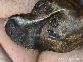 Dog licks and throats man's cock in webcam zoophilia
