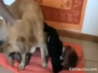 Masked gal showing her affinity for dog penises
