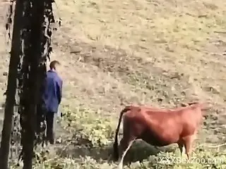 Man filmed in secret when screwing a cow in the ass