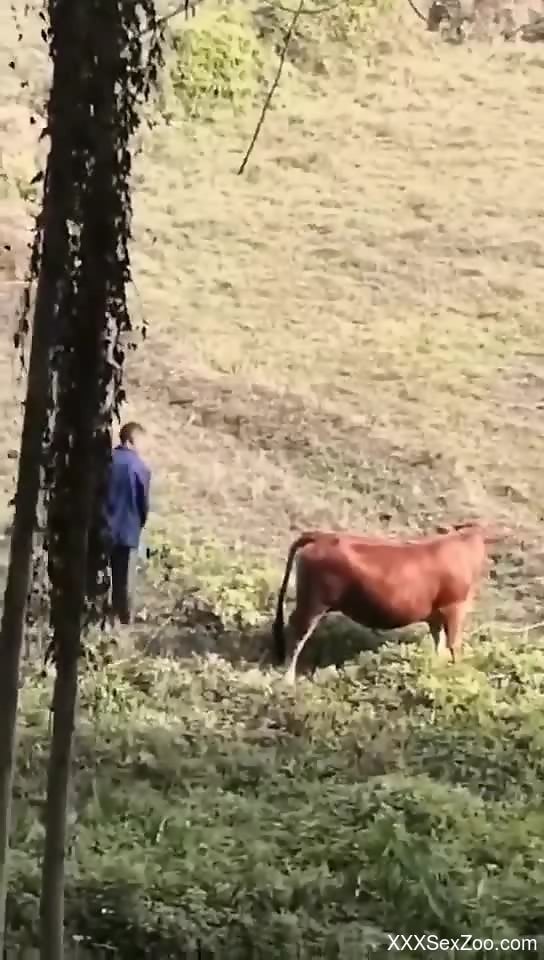 Animal Sex Cow Porn - Man filmed in secret when screwing a cow in the ass - XXXSexZoo.com