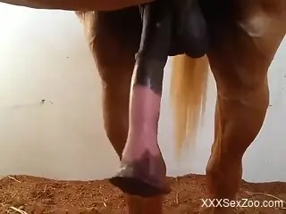 Horse penis spotlighted in a free porno movie