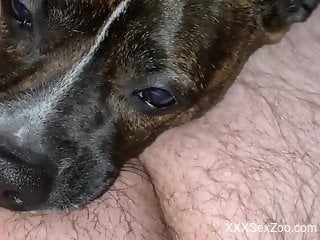 Dog licks man's cock then licks sperm after masturbation