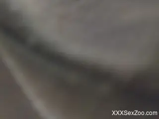 Horny man tries anal sex with a furry animal on live cam