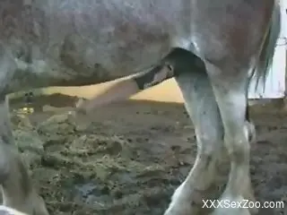 Man drools by seeing massive horse cock hanging like that