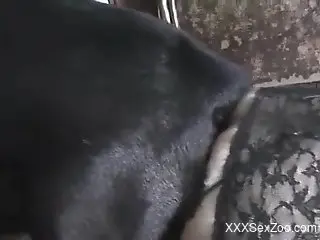 Mature throats the dog's dick before shoving it up her cunt