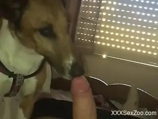 Dude's cock gets pleasured in POV by a sexy dog