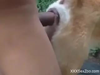 Dude punishing this dog's pussy with his cock