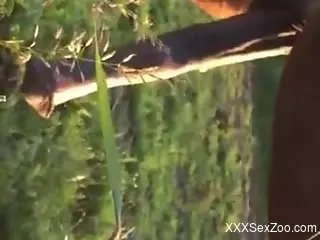 Hot pornographic scene with a really large horse cock