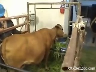 Horny cow getting its pussy and asshole licked