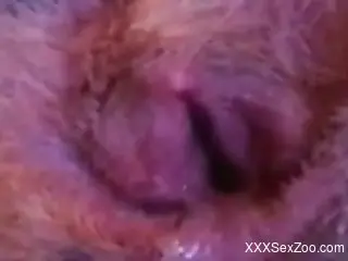 Hot pussy getting banged in a zoophile online video