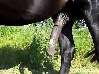 Big stallion cock being spotlighted for the camera