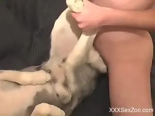 Dude fucking a twisted dog with his meaty cock