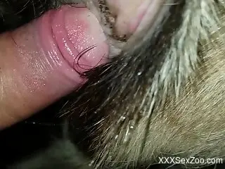 Hot animal pussy stretched by a beast dick here