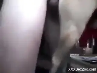 Dude puts his huge penis in a dog's lovely pussy