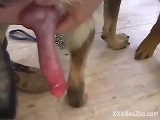 Dog cock frottage featured in a hot porno movie