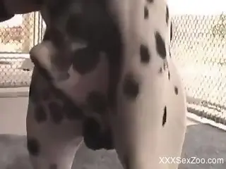 Dalmatian with a huge cock wants some of that gay loving