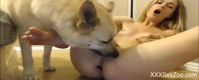 Dog Butt - Butt plug blonde gets licked by a really horny dog - XXXSexZoo.com