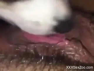 Trimmed pussy hottie getting licked thoroughly by a dog