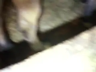 Big dick dude fucking a mare's pussy from behind