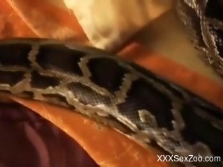 Slithering snake wants to fuck a sexy Indian babe