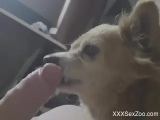 Horny male leaves his furry friend lick and sniff his erect penis