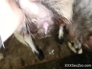 Animal's vagina gets screwed from behind BIG TIME