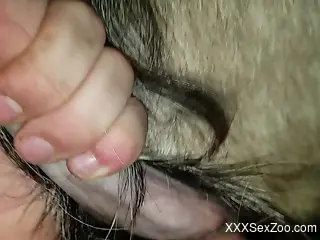 Tight animal cunt getting fucked b y a sexy zoophile
