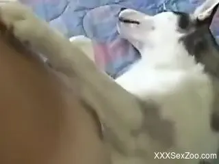 Nude man tries and sticks his big dick into the dog's tiny pussy