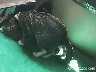 Pussycat fucks female cat and horny male films the whole thing