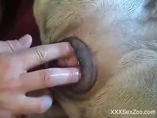 Strong sex scenes when a man penetrates his female dog