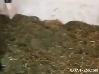 Clothed brunette feels pig's penis right in the ass