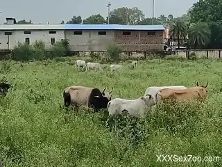Sexy animals plan to have themselves a nice orgy