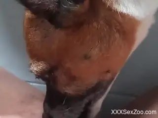 Dog sniffs and licks owner's ass in dirty homemade zoo XXX