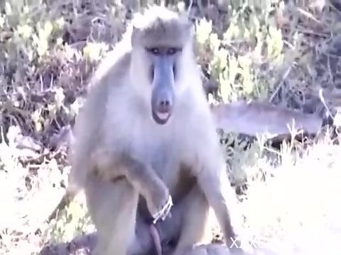 Baboon Fucks Woman - Horny baboon masturbates while horny guy films him - XXXSexZoo.com
