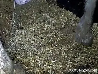 Horny dude tapes horses and their dicks in a spicy manner