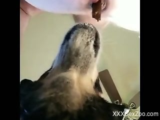 Dog licks man's ass when he's taking a shit