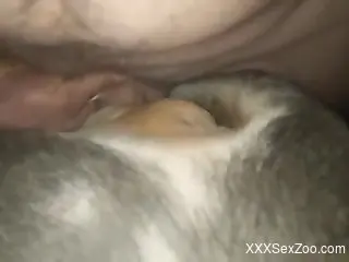 Man fucks dog in the pussy for furry zoophilia in live scenes