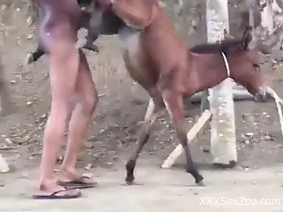 Dude fucks a small horse for quite some intriguing scenes