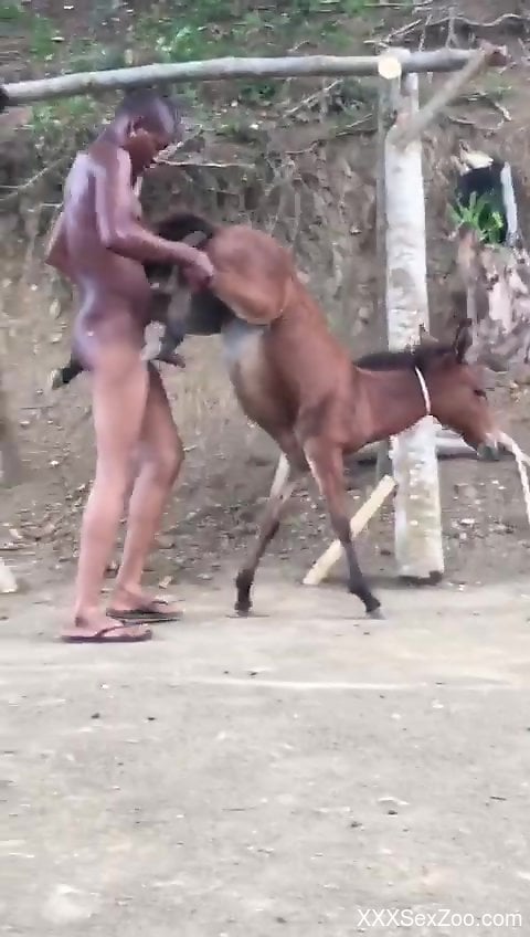 Midget Fucked By Horse - Dude fucks a small horse for quite some intriguing scenes - XXXSexZoo.com