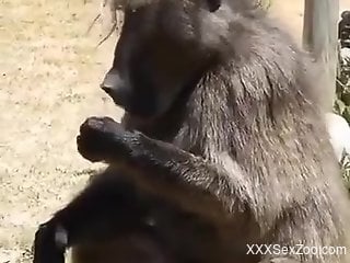 Monkey feels like jerking off while horny male films him