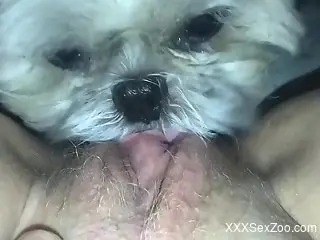 Sublime closeup pussy lick scene with a white dog