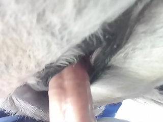 Man sticks whole dick in horse's wet pussy during closeup XXX